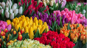 bloom image
